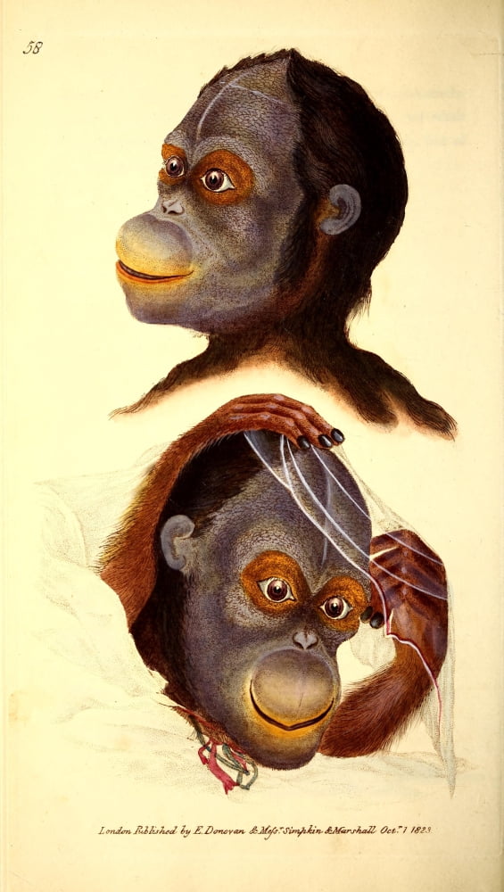 Naturalists Repository 1824 Rufous Orangutang head Canvas Art - E Donovan (18 x 24)