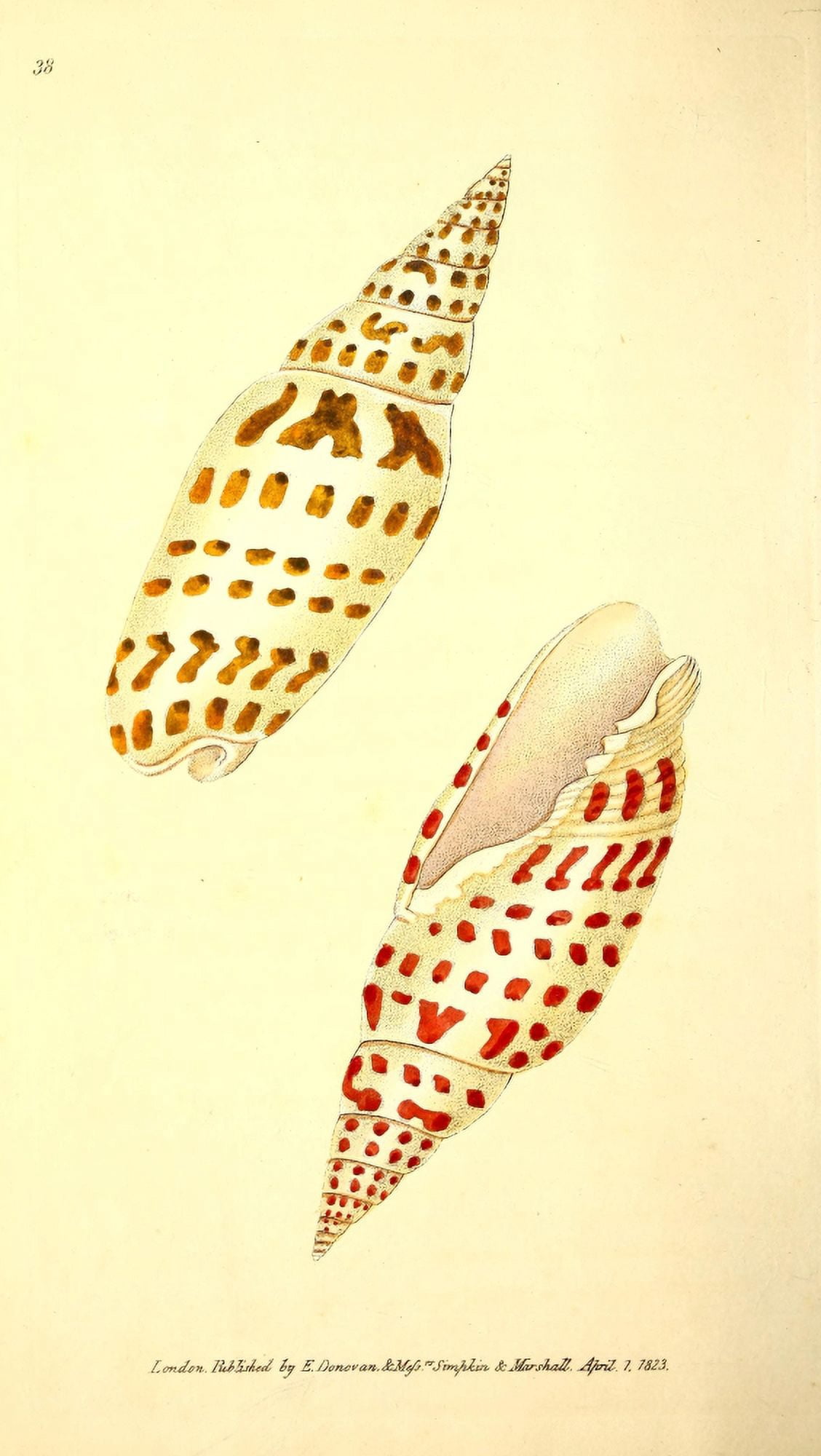 Naturalists Repository 1824 Shells Episcopal Volute Canvas Art - E Donovan (18 x 24)