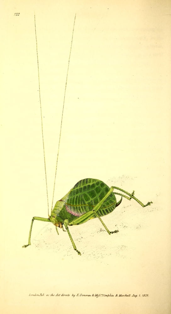 Naturalists Repository 1824 Shock-shock Locust Canvas Art - E Donovan (18 x 24)