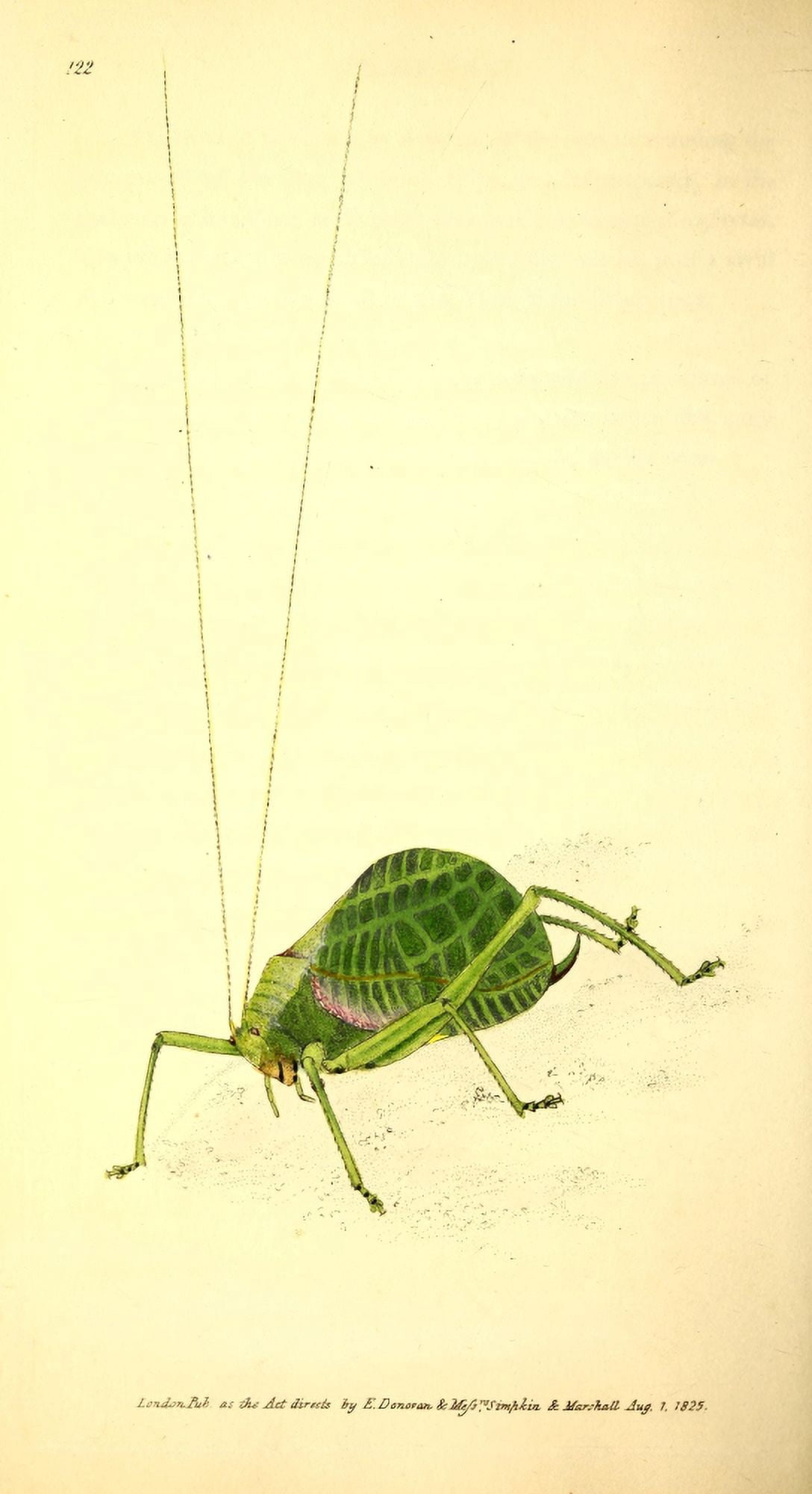 Naturalists Repository 1824 Shock-shock Locust Canvas Art - E Donovan (24 x 36)
