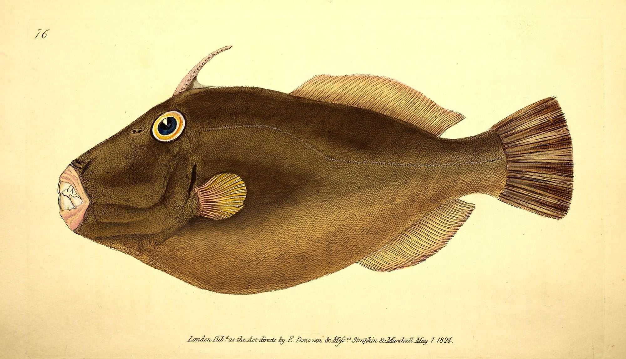 Naturalists Repository 1824 Southern File Fish Canvas Art - E Donovan (18 x 24)