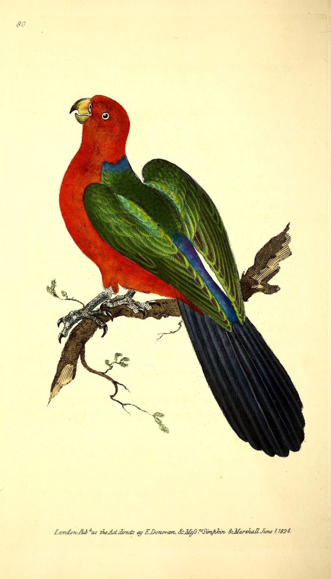 Naturalists Repository 1824 Tabuan Parrot Canvas Art - E Donovan (24 x 36)