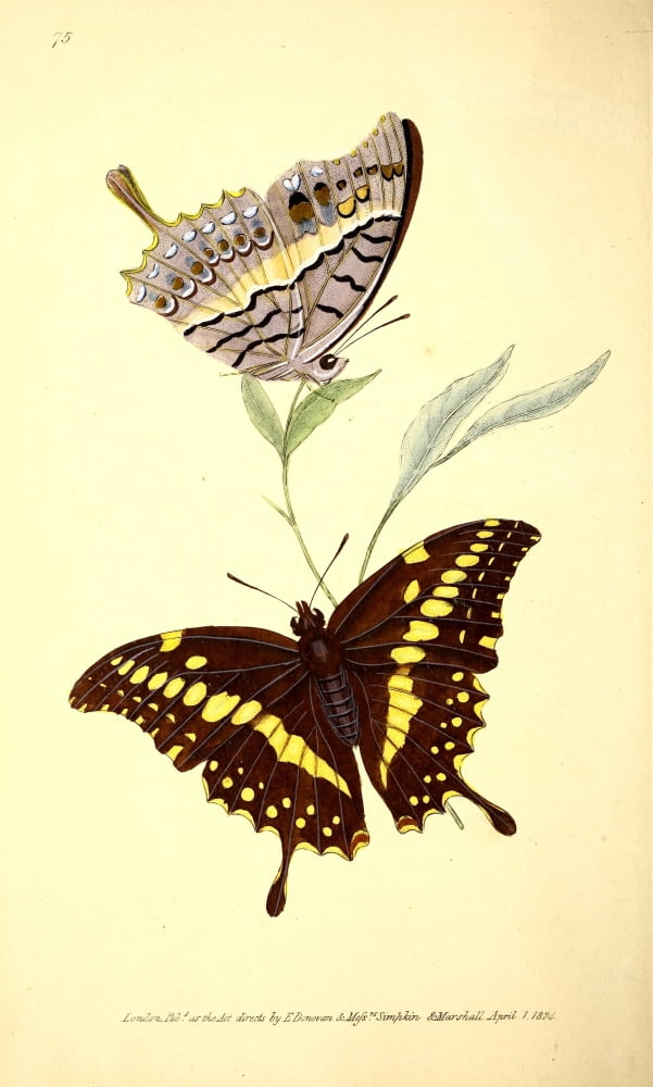 Naturalists Repository 1824 Thersander Butterfly Canvas Art - E Donovan (24 x 36)