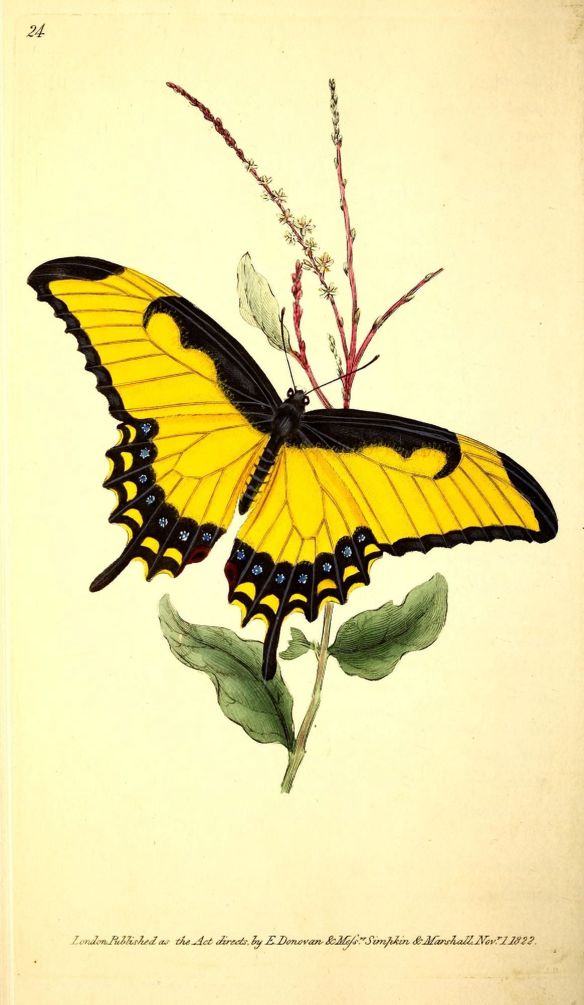 Naturalists Repository 1824 Thersites Butterfly Canvas Art - E Donovan (24 x 36)