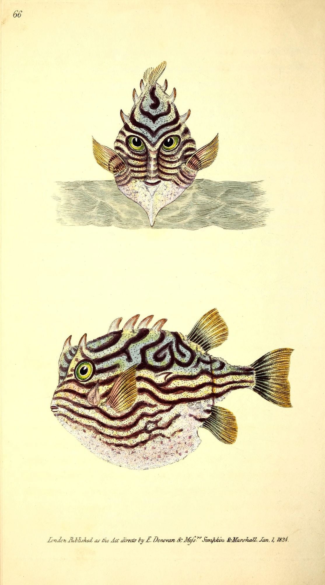 Naturalists Repository 1824 Tobins Striped Trunk-fish Canvas Art - E Donovan (24 x 36)