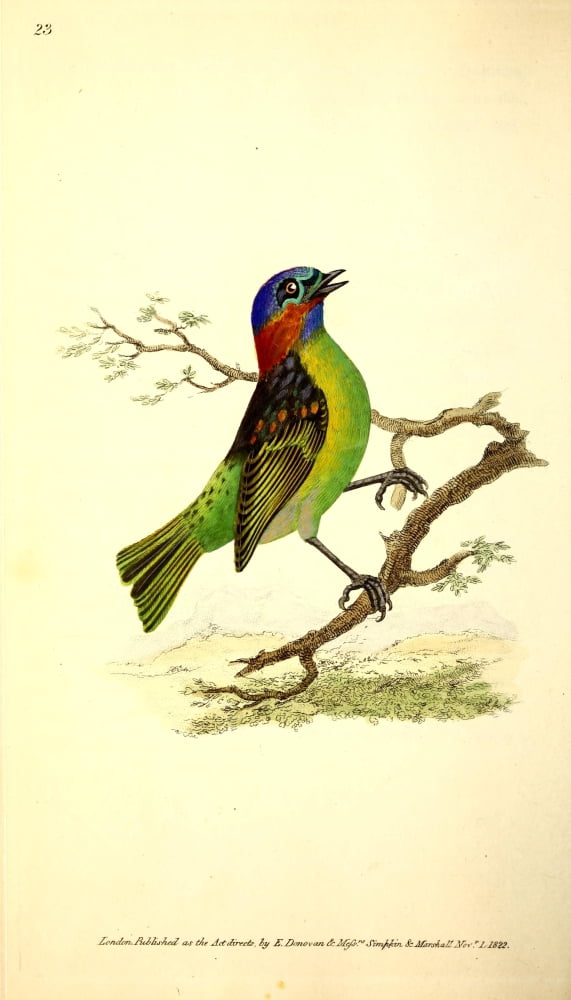Naturalists Repository 1824 Tri-coloured Tanager Canvas Art - E Donovan (24 x 36)