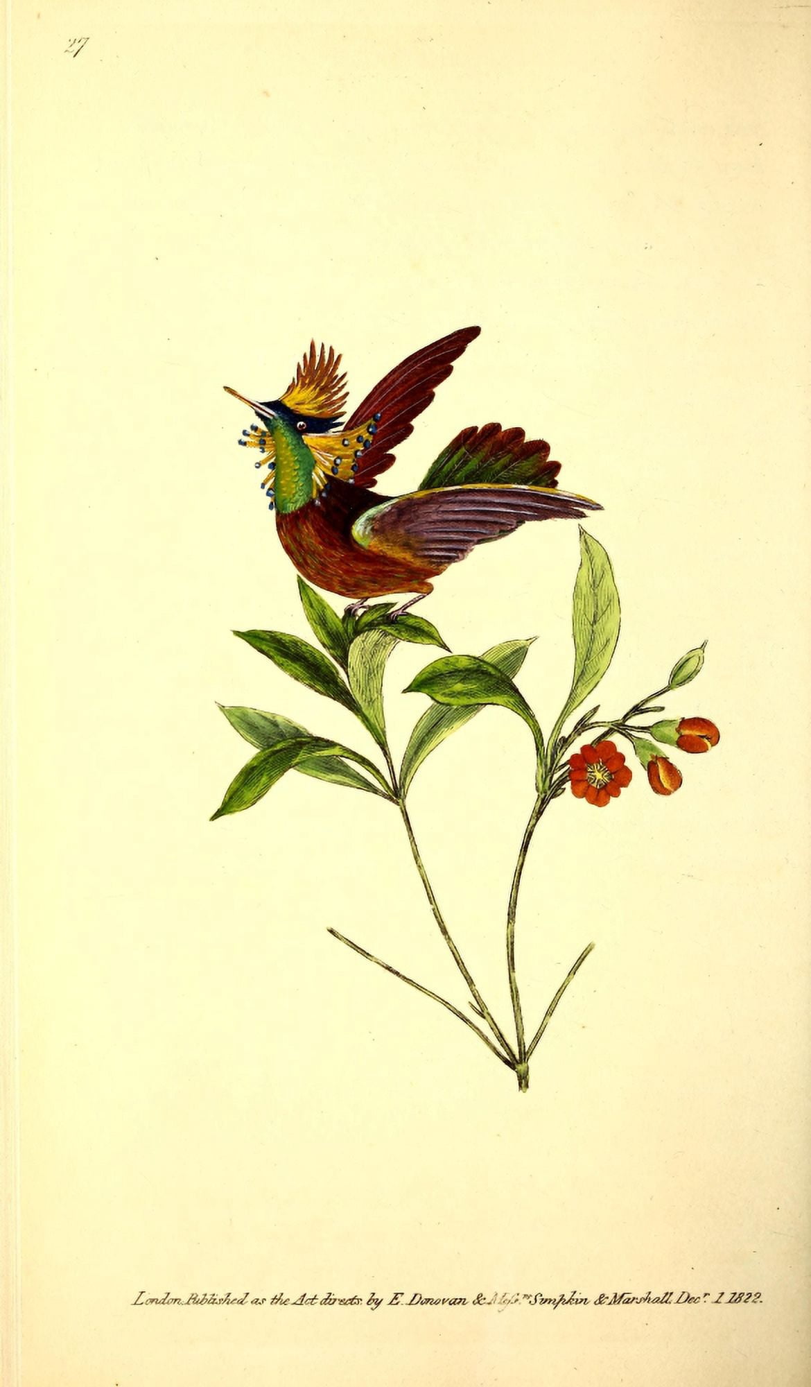 Naturalists Repository 1824 Tufted-neck Hummingbird Canvas Art - E Donovan (18 x 24)