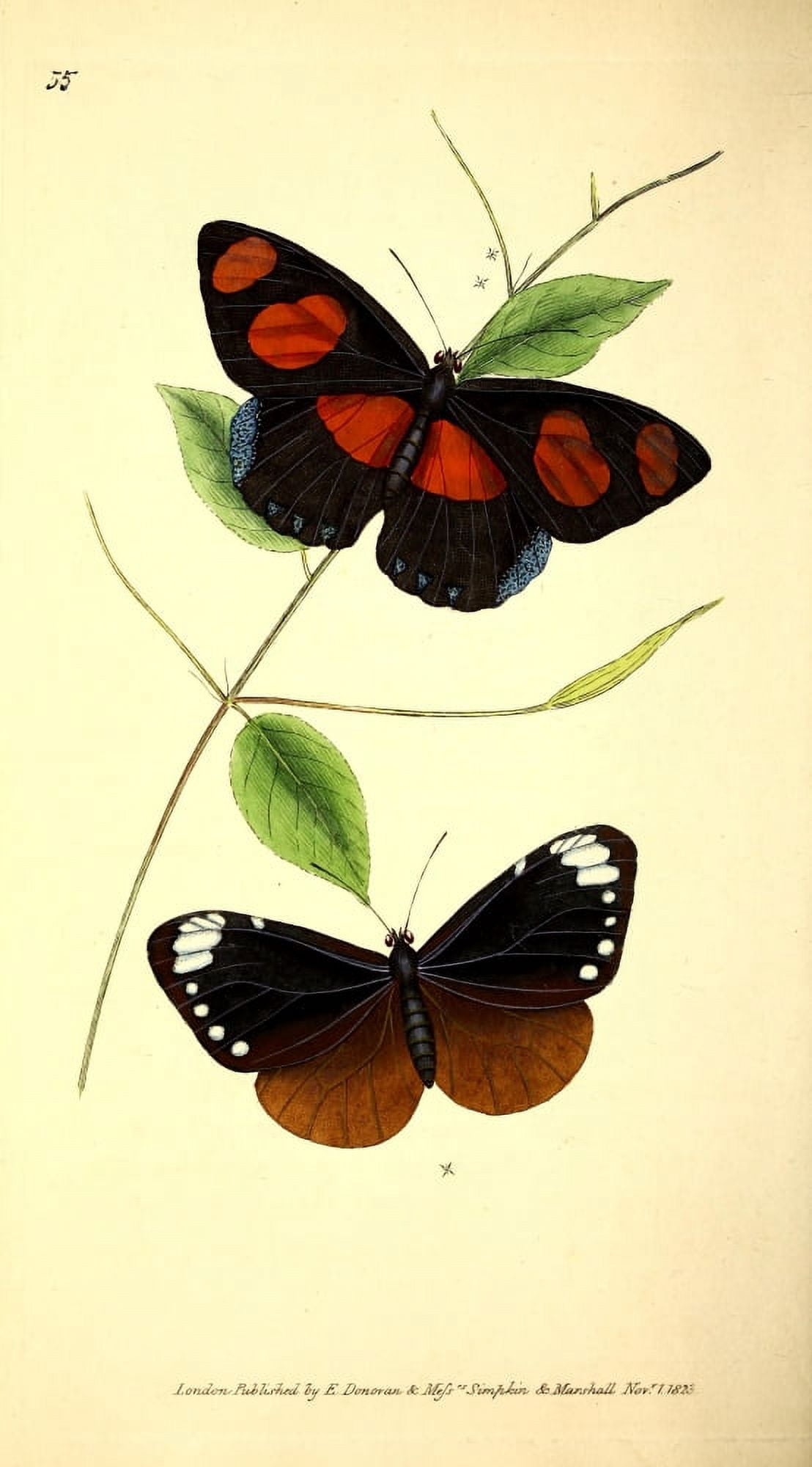 Naturalists Repository 1824 Tulliolus Butterfly Canvas Art - E Donovan (24 x 36)