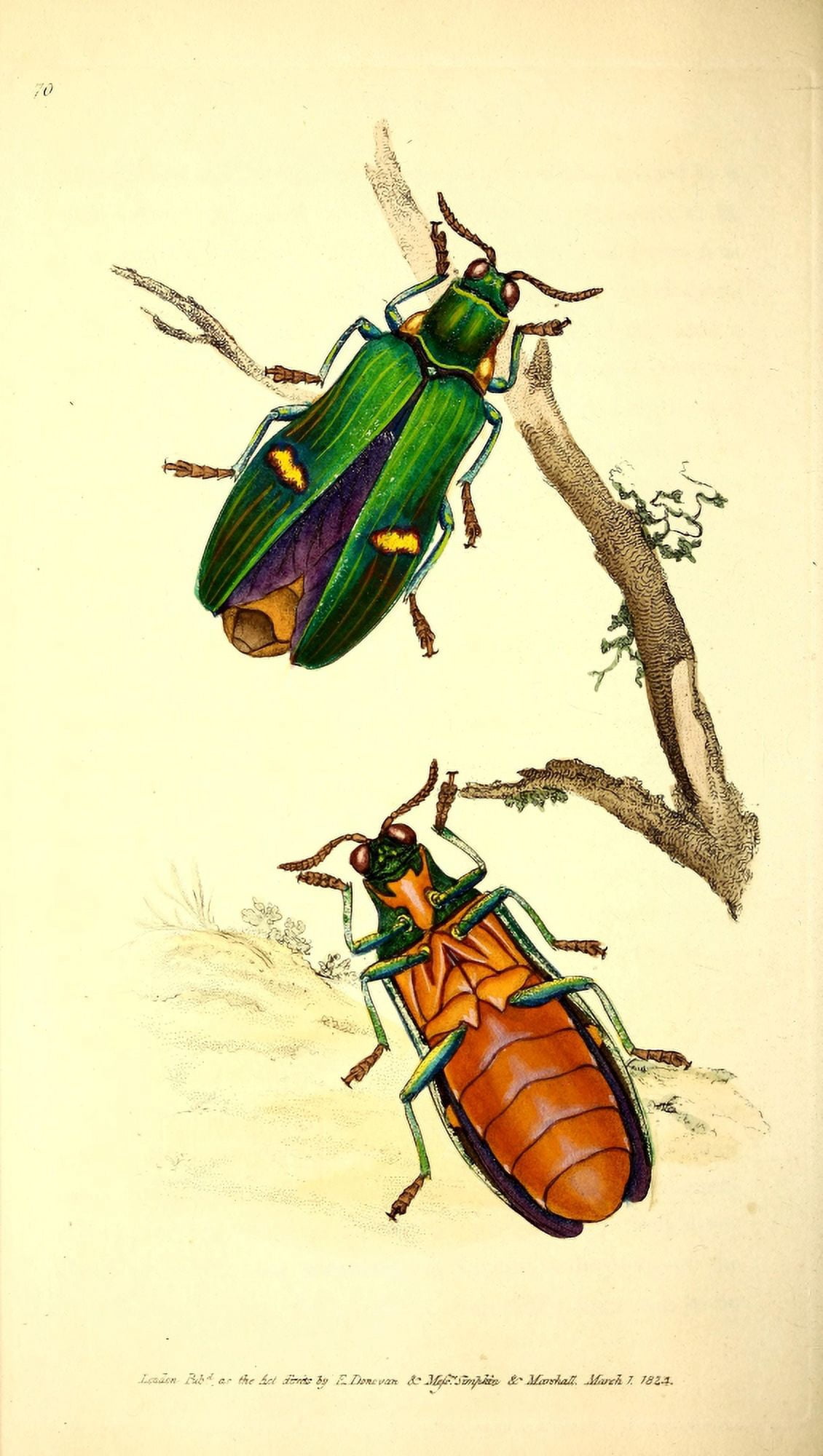 Naturalists Repository 1824 Two-coloured Buprestis Canvas Art - E Donovan (18 x 24)