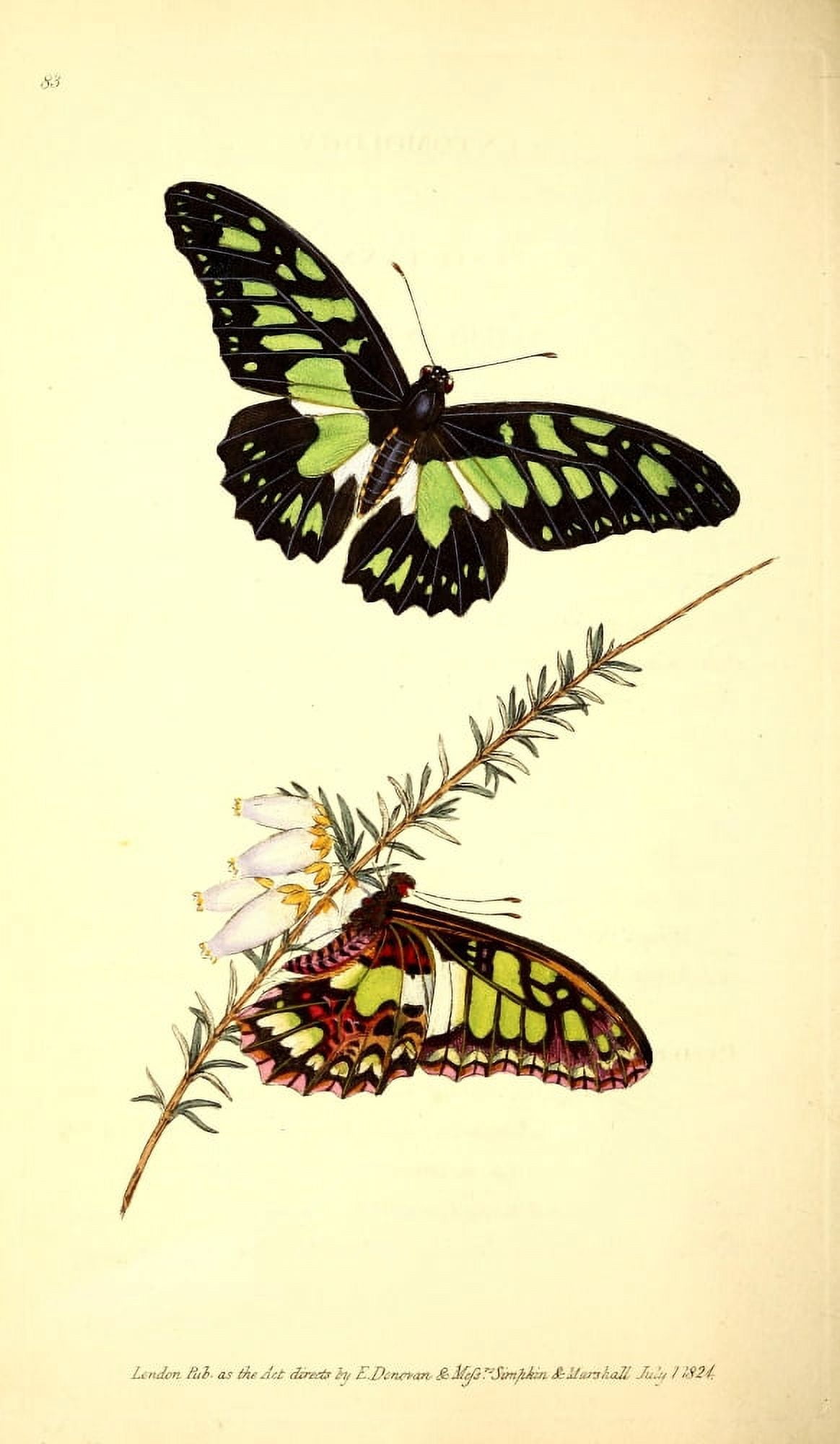 Naturalists Repository 1824 Tynderaeus Butterfly Canvas Art - E Donovan (18 x 24)
