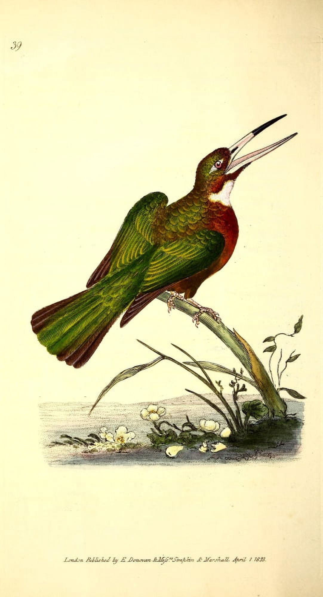 Naturalists Repository 1824 White-billed Jacamar Canvas Art - E Donovan (18 x 24)