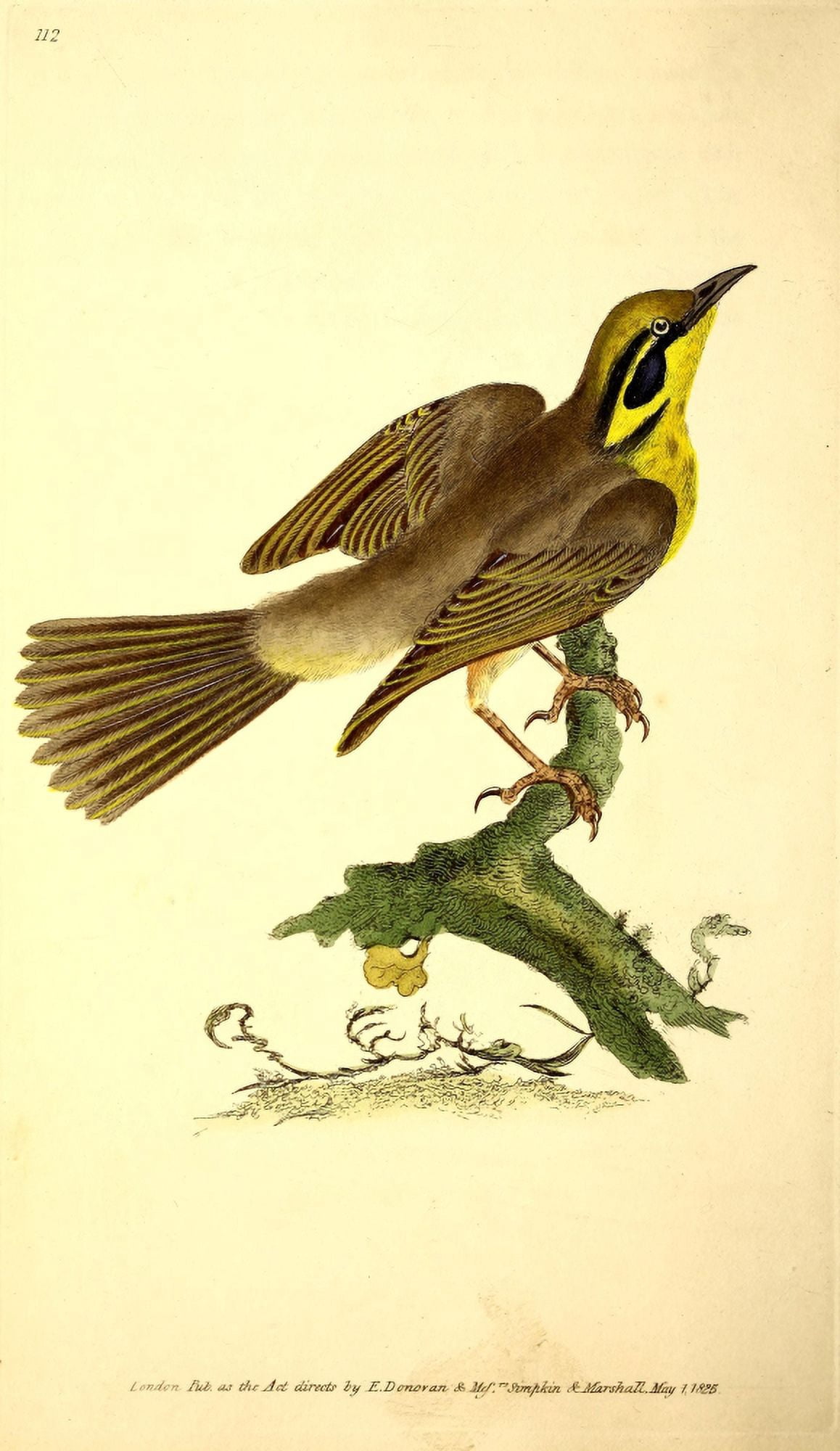 Naturalists Repository 1824 Yellow-eared Creeper Canvas Art - E Donovan (18 x 24)