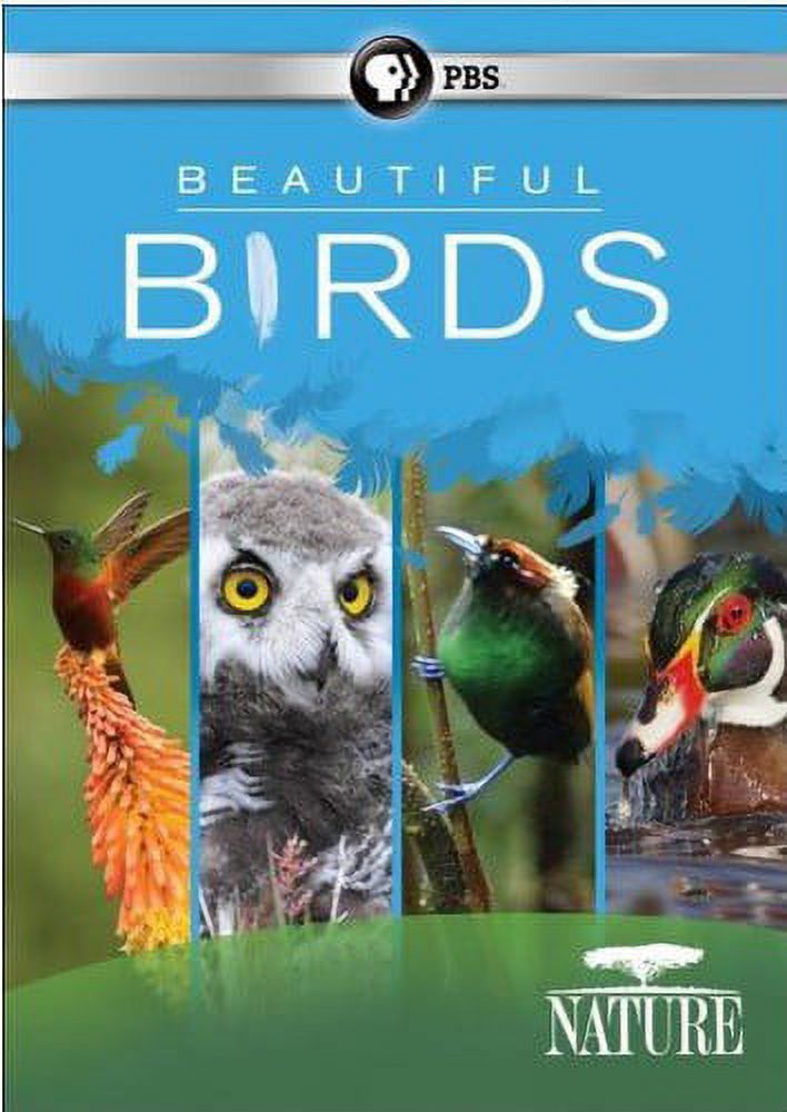 Spring Bird Dvd Nature: Beautiful Birds (DVD) - Walmart.com