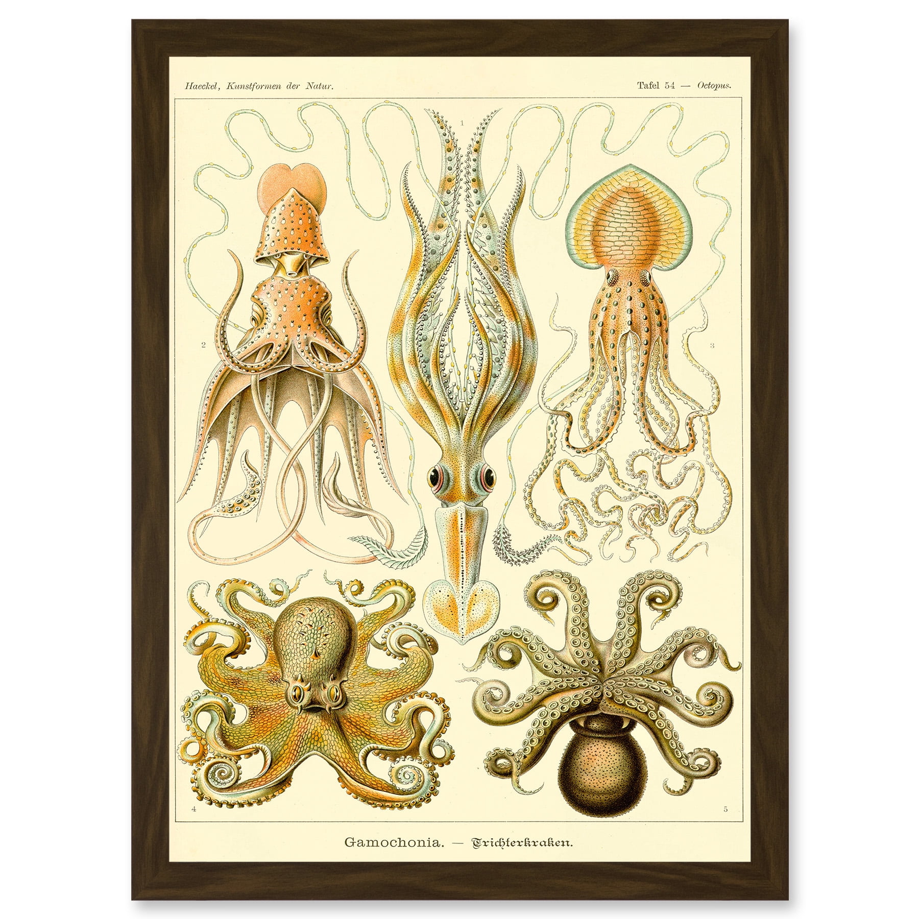 Nature Ernst Haeckel Octopus Biology Sea Underwater A4 Artwork Framed ...