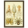 thumbnail image 1 of Nature Ernst Haeckel Octopus Biology Sea Underwater A4 Artwork Framed Wall Art Print, 1 of 4