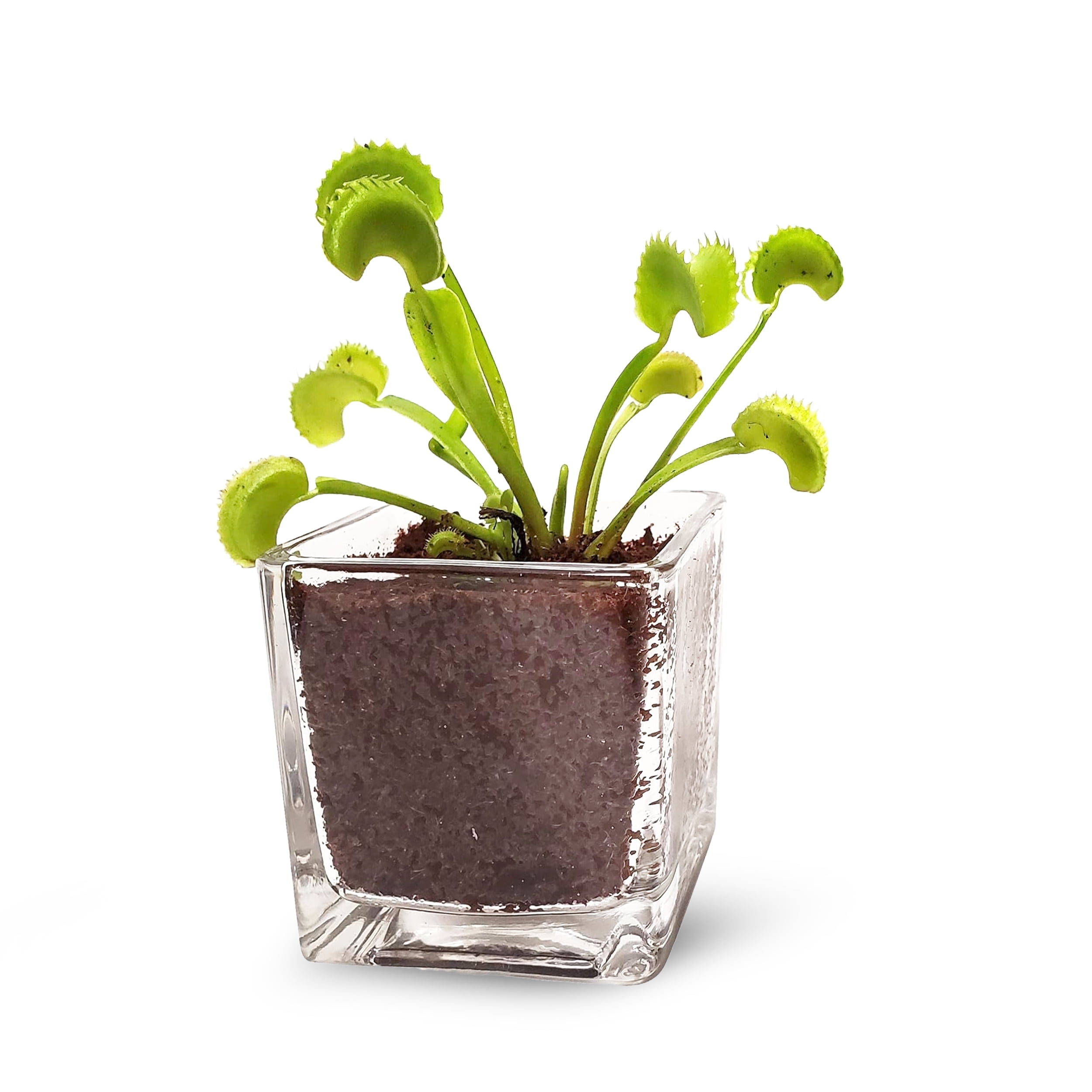 Live Venus Flytrap Plant Kit in 2.5