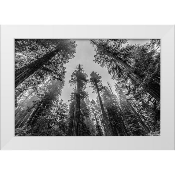 Nature Magick 18x13 White Modern Wood Framed Museum Art Print Titled - Sequoia Tree Forest Sky Black and White