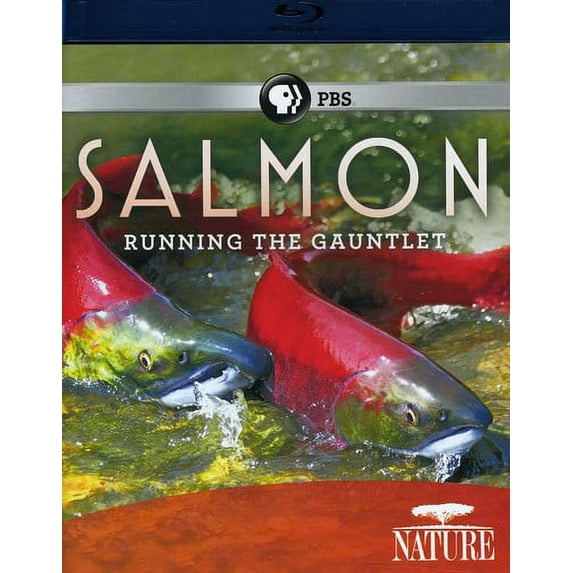 Nature: Salmon (Blu-ray)