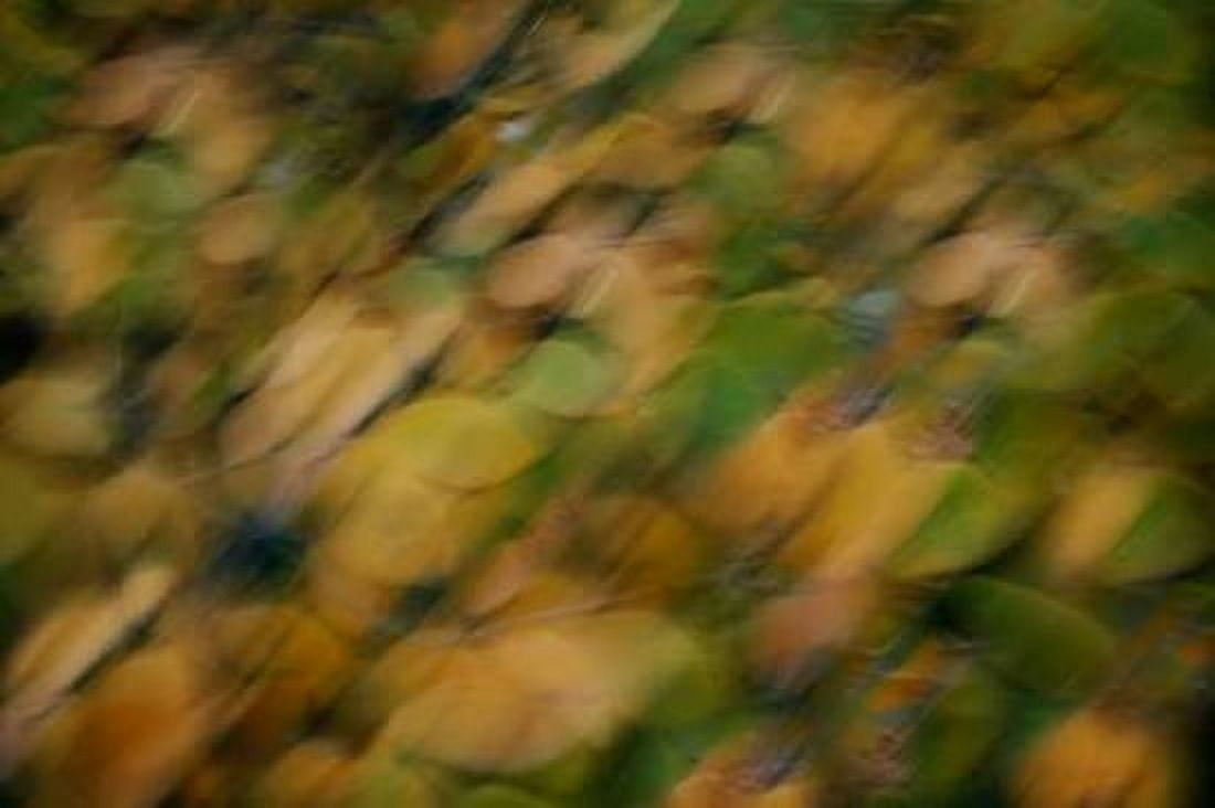 Nature Softness I Canvas Art - Vitaly Geyman (24 x 36)