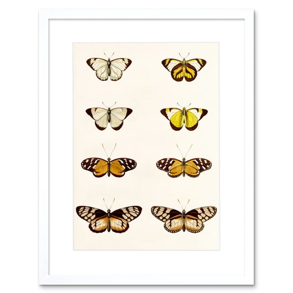 Nature Study Humboldt Butterflies Light Artwork Framed Wall Art Print 9X7 Inch