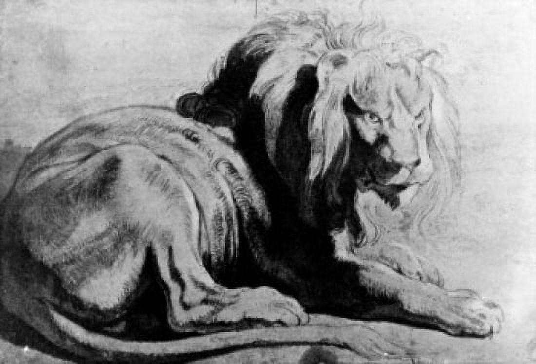 Nature Study of resting lion for painting Daniel In The Lions Den circa 1614-1618 England London British Museum Collection of the Duke Of Hamilton Canvas Art - (18 x 24)