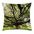 thumbnail image 1 of Nature Throw Pillow Cushion Cover, The Largest Monkey Pod Tree in Thailand Eastern Green Big Branches Growth Eco Photo, Decorative Square Accent Pillow Case, 20 X 20 Inches, Green Brown, by Ambesonne, 1 of 2