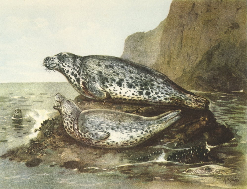 Nature in Britain 1946 Grey seals Canvas Art - John Guille Millais (18 x 24)
