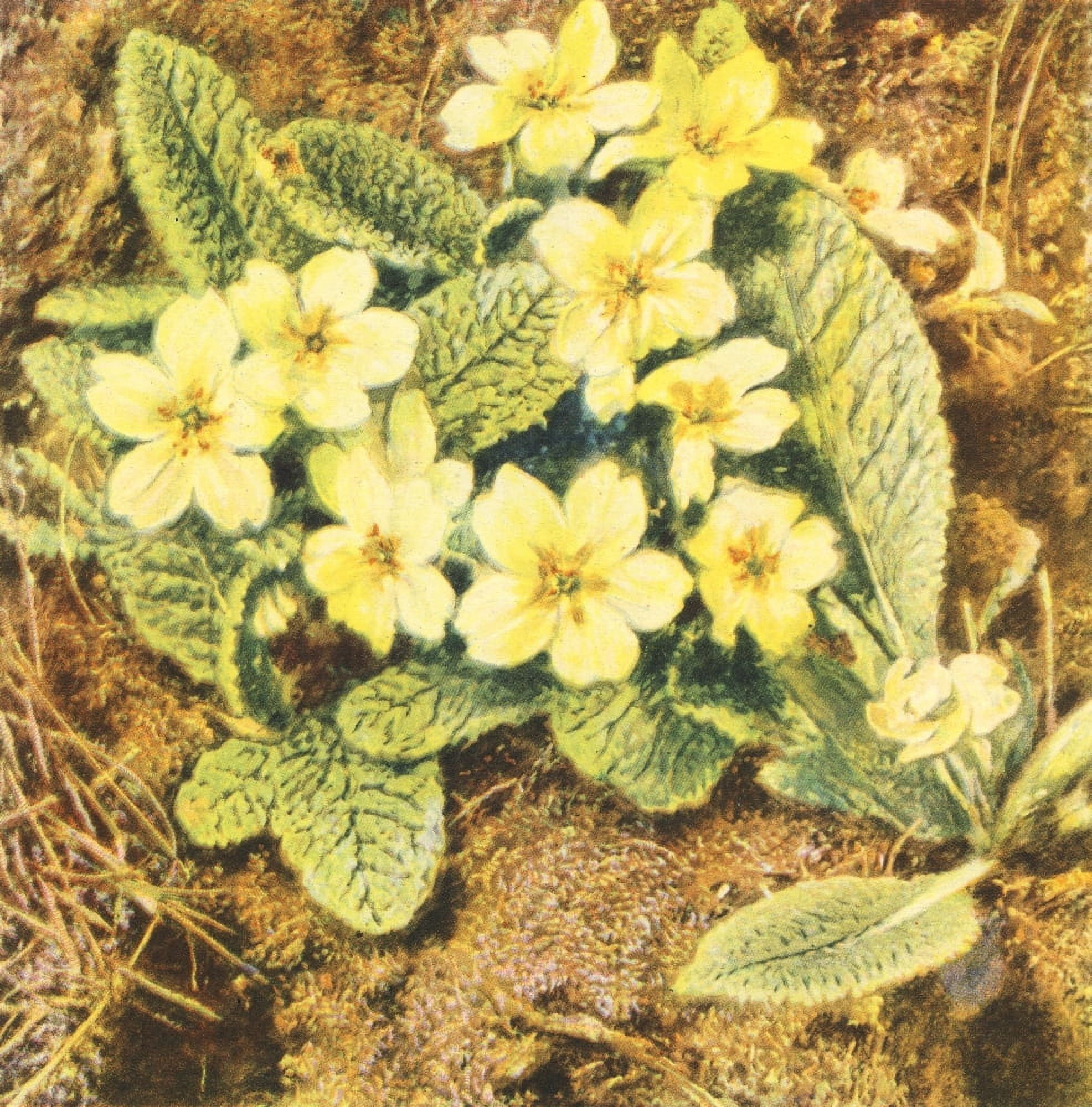 Nature in Britain 1946 Primroses Canvas Art - William Hunt (18 x 24)