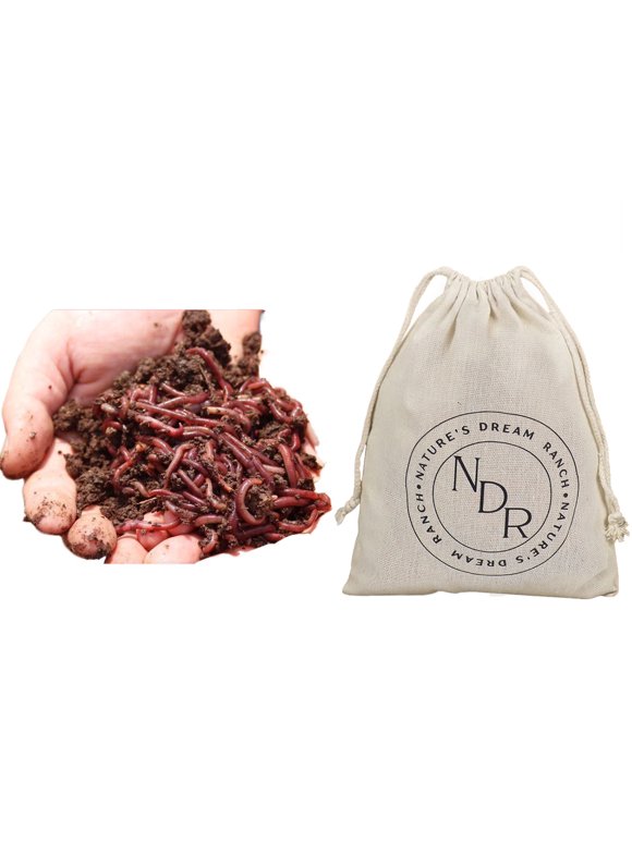 Live Bait in Fishing Baits