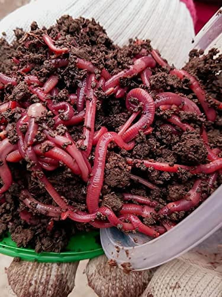 Nature's Dream Ranch Red Wiggler Live Composting Worms Mix for Garden