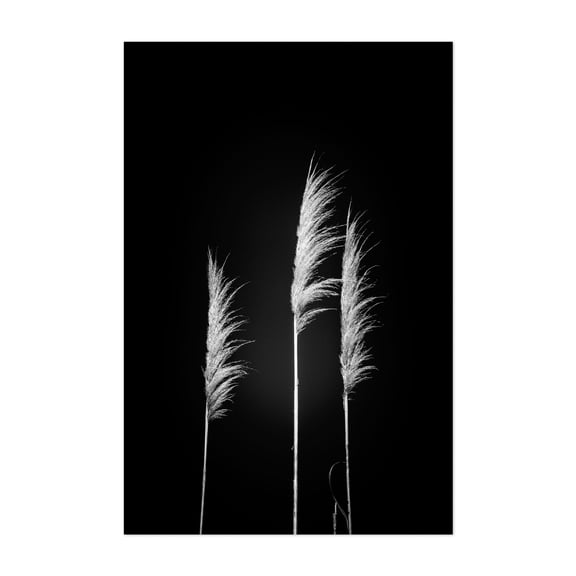 Nature's Elegance - Buenos Aires Argentina Photography Minimalist Black and White Nature Botanical Abstract Scenic Art Deco Unframed Wall Art Print 40 x 60 inches