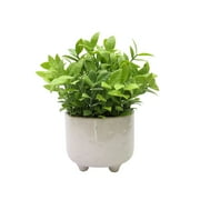 Natures Mark 9 H Artificial Jade Plant in White Ceramic Pot