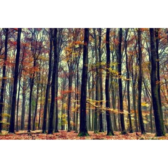 Nature's Palette Canvas Art - Lars Van de Goor (12 x 18)
