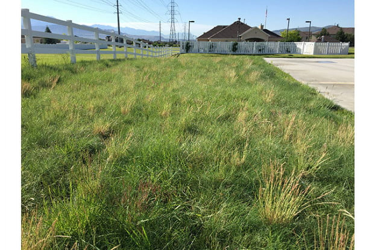 Nature s Seed Low Maintenance Grass Seed Blend 500 Sq Ft TURF LM how-much-does-it-cost-to-build-a-grass-football-field-kobo-building