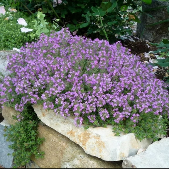 Nature's Seeds 1000 Creeping Thyme Flower Seeds, Fragrant Summer Bloomer