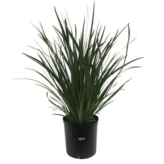 Nature's Way Farms African Iris White Outdoor Live Plant (25-30 in. Tall) in Grower Pot