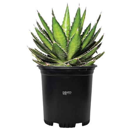 Nature's Way Farms Agave Quadricolor Live Plant (10-14 in. Tall) in Grower Pot