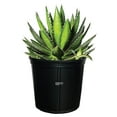 thumbnail image 1 of Nature's Way Farms Agave Quadricolor Live Plant (12-15 in. Tall) in Grower Pot, 1 of 4