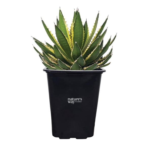 Nature's Way Farms Agave Quadricolor Variegated Outdoor Live Plant (12-16 in. Tall) in Grower Pot