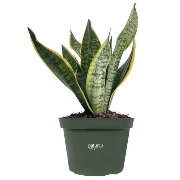 Nature's Way Farms Sansevieria Superba Live Houseplant (12-18 in. Tall) in Grower Pot