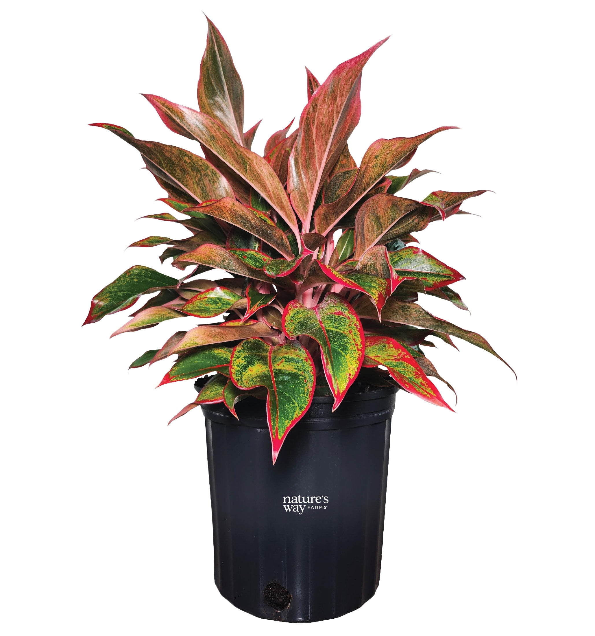 Nature's Way Farms Aglaonema Siam Live Plant, 8-15 Inches, Growers Pot -  Walmart.com
