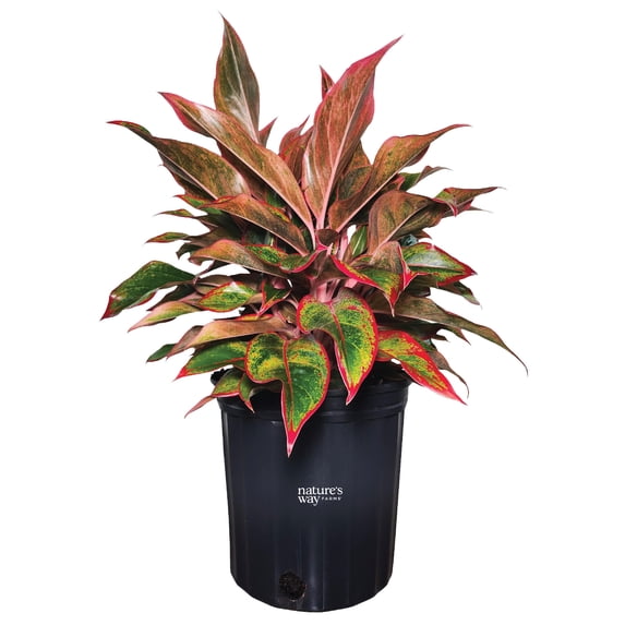 Nature's Way Farms Aglaonema Siam Live Plant (8-15 inches tall) in growers pot