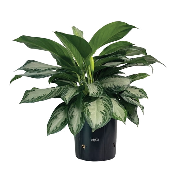 Nature's Way Farms Aglaonema Silver Bay (25-30 inches tall) in Growers Pot