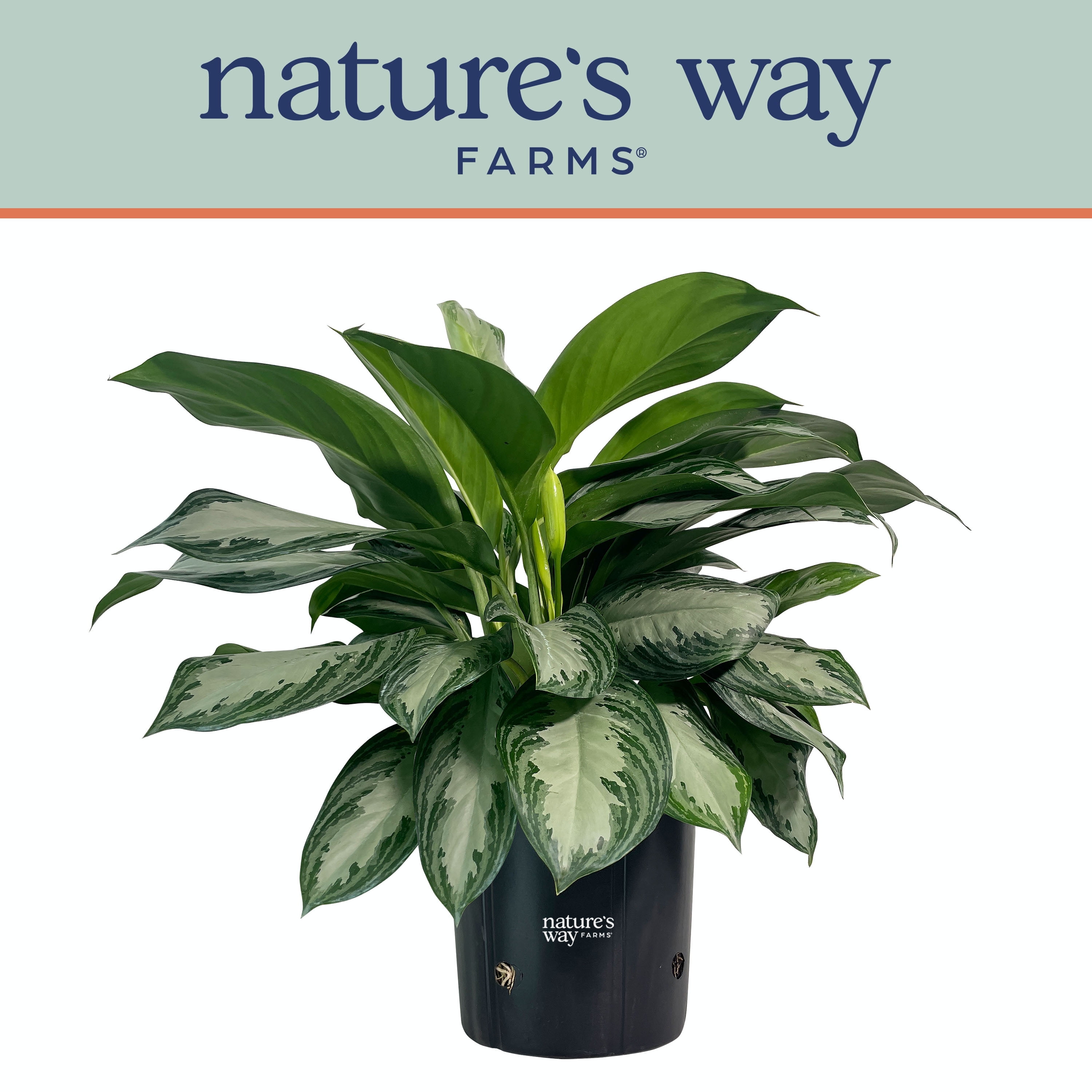 Nature's Way Farms Aglaonema Silver Bay (25-30 inches tall) in Growers Pot
