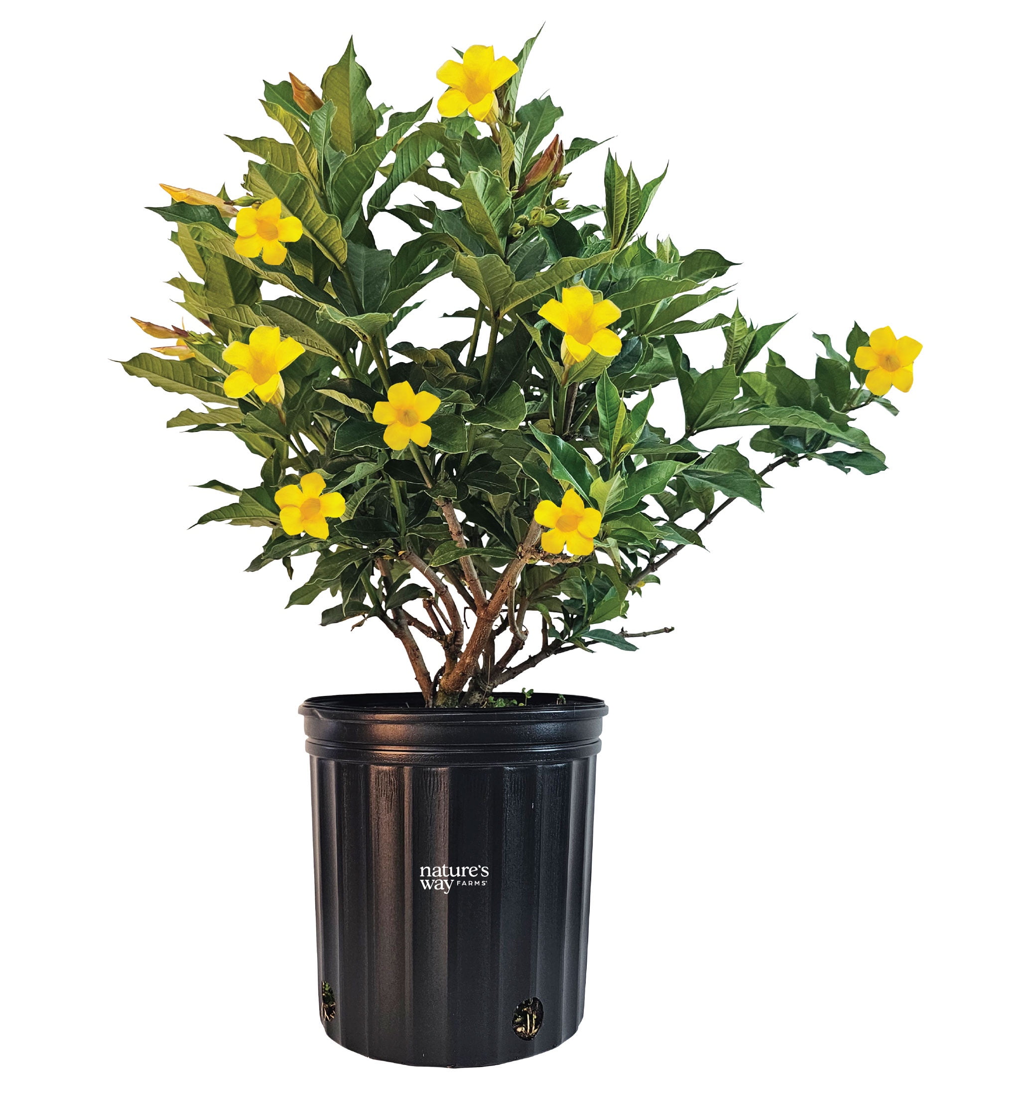 Nature's Way Farms Allamanda Bush Outdoor Live Plant (25-30 in. Tall) in Grower Pot May Ship Without Flowers