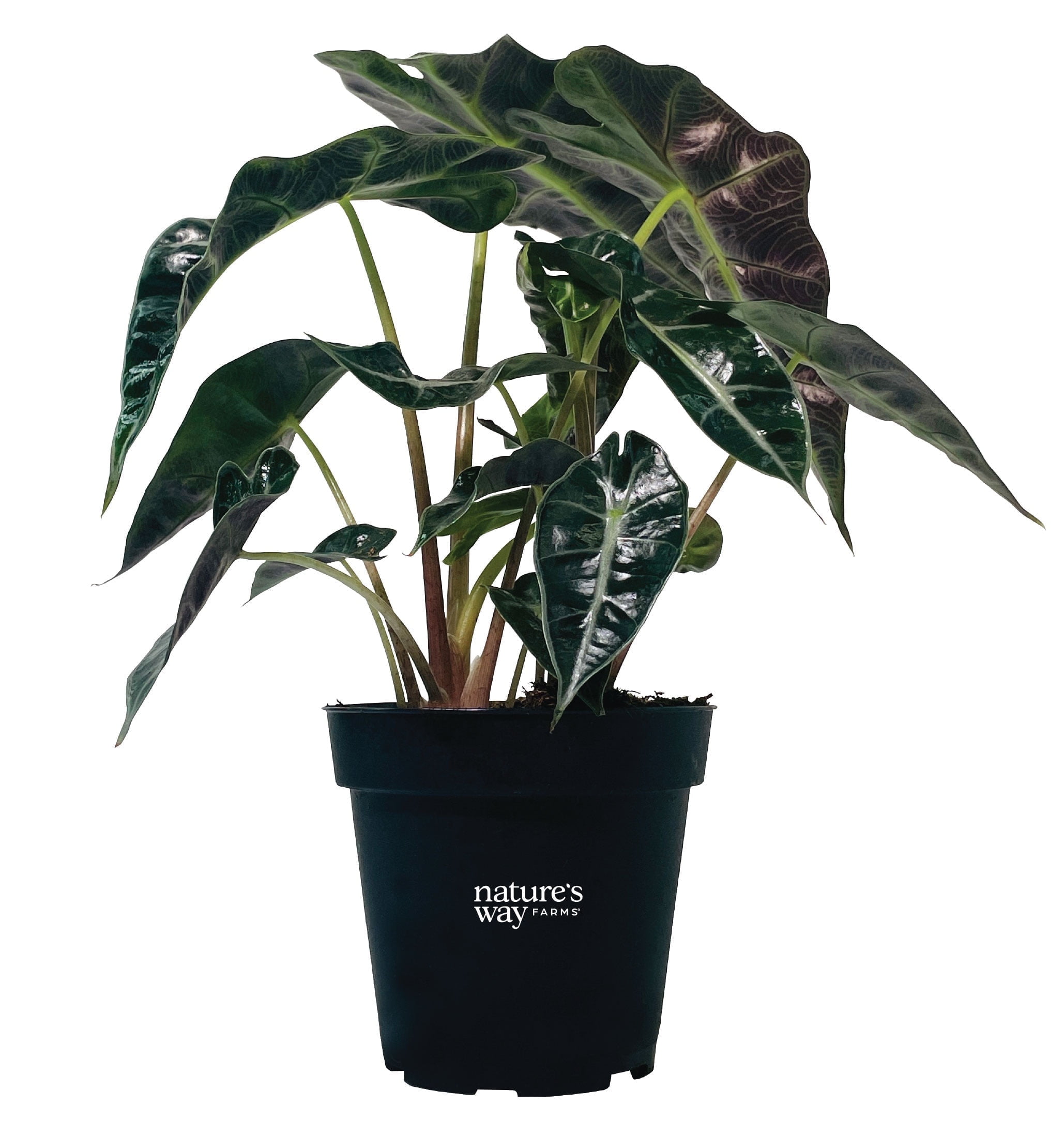 Natures Way Farms Alocasia Amazonica Indoor Live Plant (10-14in Tall) in  Grower Pot