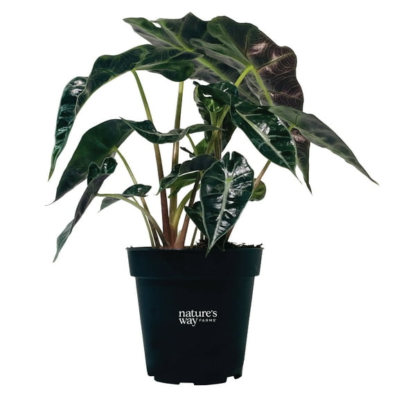 Natures Way Farms Alocasia Amazonica Indoor Live Plant (10-14in Tall) in Grower Pot