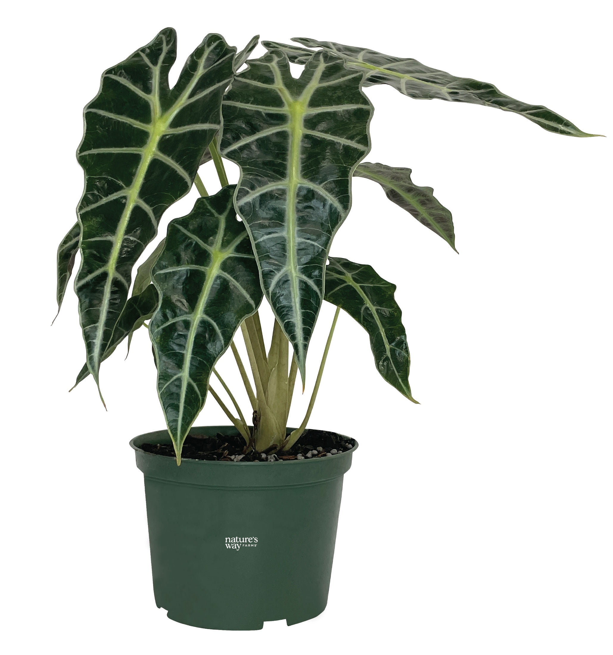 Nature’s Way Farms Alocasia Amazonica Indoor Live Plant (8-15in Tall) in Grower Pot