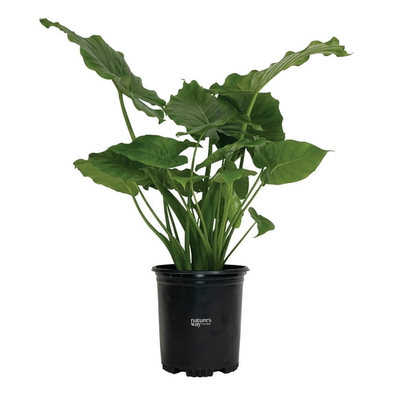 Nature's Way Farms Alocasia California Live Plant (18-24 in. Tall) in Grower Pot