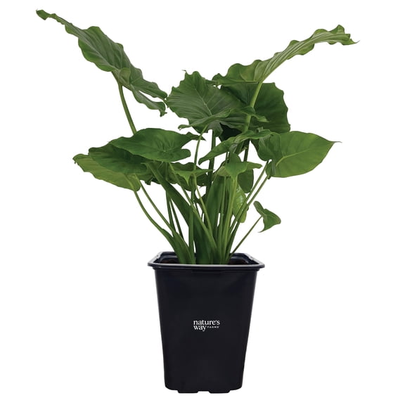 Nature's Way Farms Alocasia California Live Plant (18-24 in. Tall) in Grower Pot